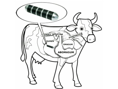 Magnet For Livestock